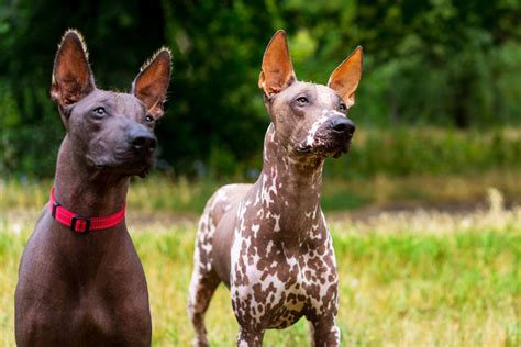  El Xoloitzcuintli: An Ancient Tale of Loyalty and Transformation!