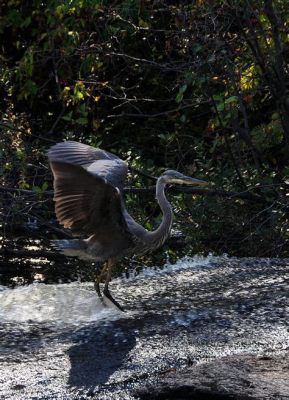  The Heron's Dance! Unveiling the Ancient Wisdom of a Brazilian Folk Tale.