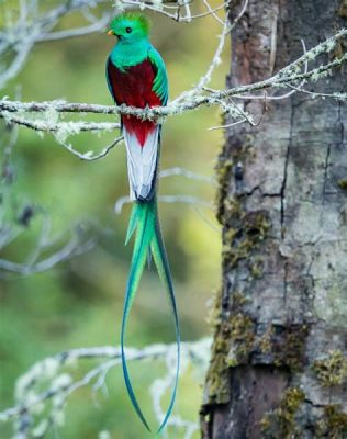  The Quetzal Bird and Its Feathers of Paradise: A Dive into Mesoamerican Folklore